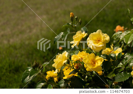 May Rose, Lemon Fizz May Rose, Lemon Fizz 114674703