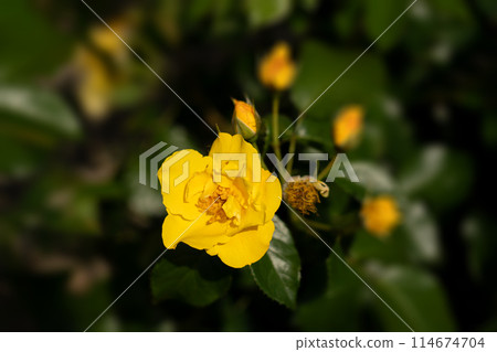 May Rose, Lemon Fizz 114674704