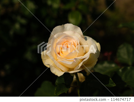 五月的玫瑰 五月的玫瑰 114674717