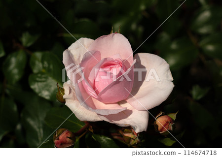 May Rose, Petit Trianon May Rose, Petit Trianon 114674718