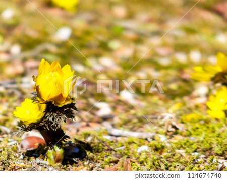 Pretty and beautiful Adonis ramosa heralding the arrival of spring blooming on a fresh moss carpet 114674740
