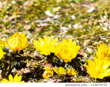 Pretty and beautiful Adonis ramosa heralding the arrival of spring blooming on a fresh moss carpet Pretty and beautiful Adonis ramosa heralding the arrival of spring blooming on a fresh moss carpet 114674755