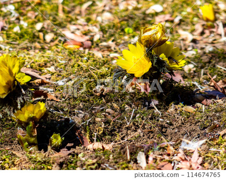 漂亮而美麗的阿多尼斯·拉莫薩預示著春天在新鮮的苔蘚地毯上綻放 114674765