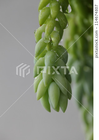 Tamatsuzuri - Succulents and Raindrops 114674807