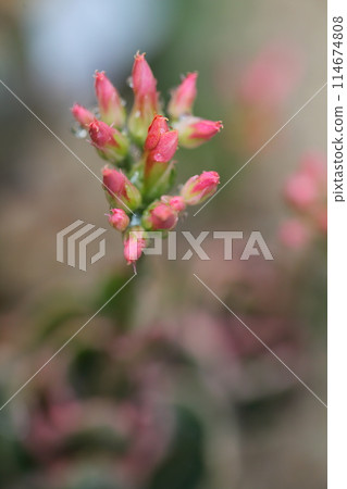 Echeveria flower buds and raindrops Echeveria flower buds and raindrops 114674808