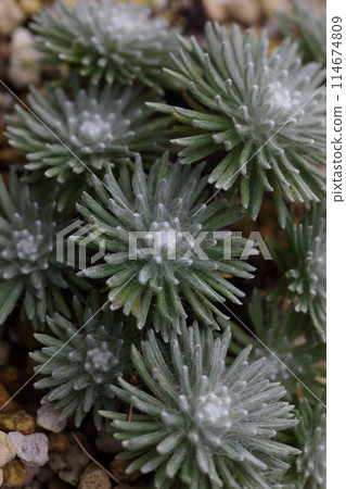 火絨草 火絨草 114674809