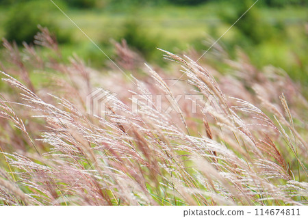 Pampas grass fluttering in the wind 114674811