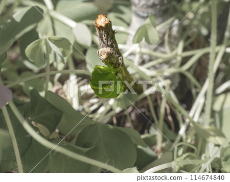 A caterpillar about to pupate A caterpillar about to pupate 114674840