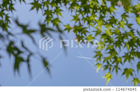 藍色的秋葉和凝結尾跡 114674845