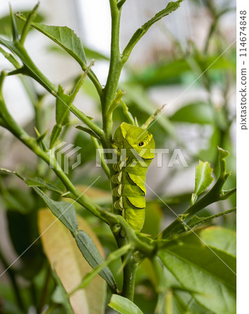 Green caterpillar Green caterpillar 114674848