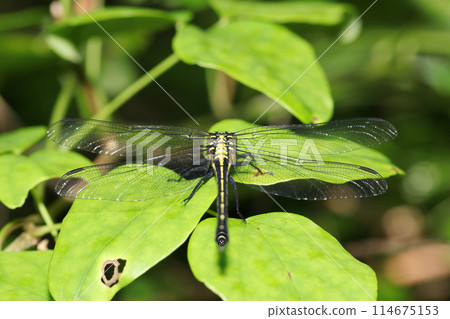 顯示棲息在樹葉上的日本蜻蜓的生殖器官的完整後視圖（清晰的自然光，微距攝影） 114675153