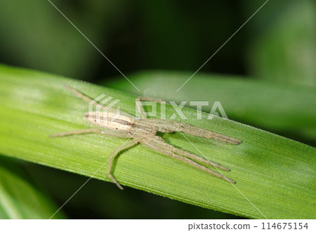 A slim and stylish giant spider with a light beige color and long legs (natural light & strobe macro lens close-up) 114675154