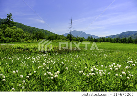 Cotton grass blooming on the plateau and Mt. Hiuchigatake 114675205