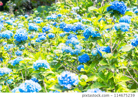 Hydrangea field Hydrangea field 114675239