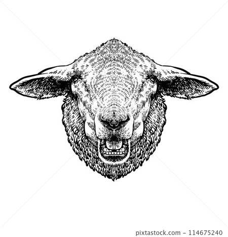 Cute sheep or lamb head vector illustration. 114675240