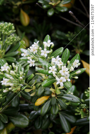 White cheesewood flowers 114675397