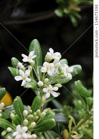 White cheesewood flowers 114675398