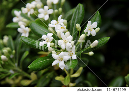 白杜鵑花 白杜鵑花 114675399