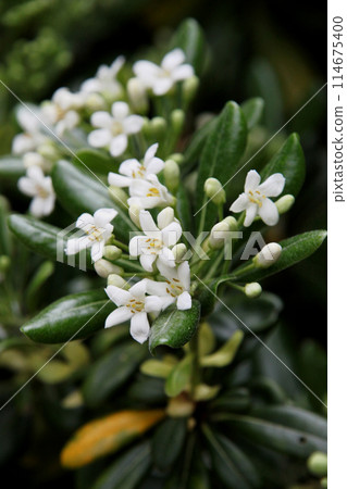 White cheesewood flowers White cheesewood flowers 114675400