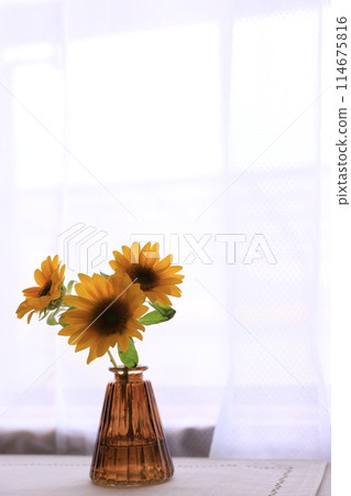 Yellow sunflowers in a vase Yellow sunflowers in a vase 114675816