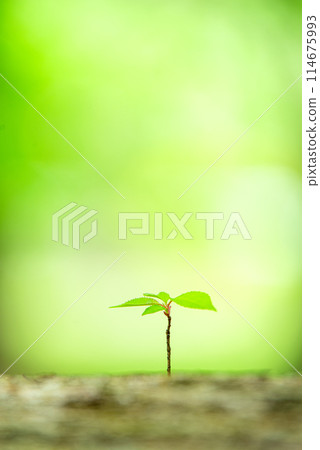 New buds in the fresh greenery 114675993