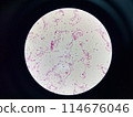 Bacteria cell gram neagtive bacilli. 114676046