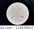 Bacteria cell gram neagtive bacilli. 114676047