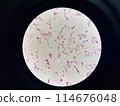 Bacteria cell gram neagtive bacilli. 114676048