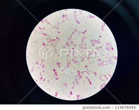 Bacteria cell gram neagtive bacilli. Bacteria cell gram neagtive bacilli. 114676048