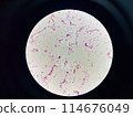 Bacteria cell gram neagtive bacilli. 114676049