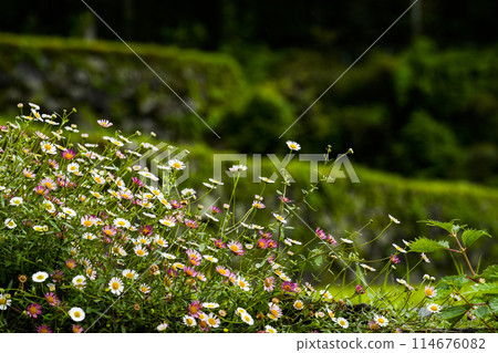 Perapera Yomena blooming on the side of a rice field 114676082
