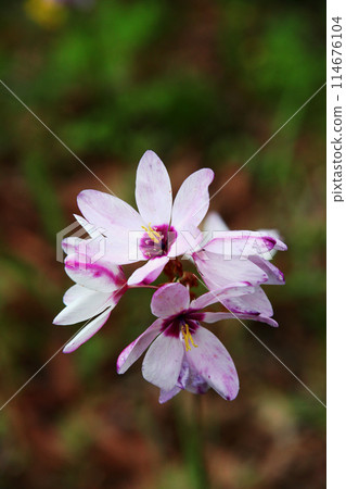 Ixia Ixia 114676104