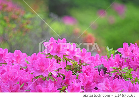Azalea at Tougakuji Temple in Kawasaki City Azalea at Tougakuji Temple in Kawasaki City 114676165