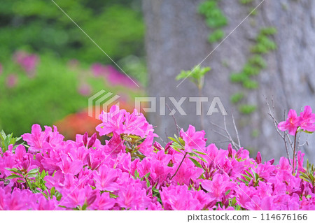Azalea at Tougakuji Temple in Kawasaki City Azalea at Tougakuji Temple in Kawasaki City 114676166