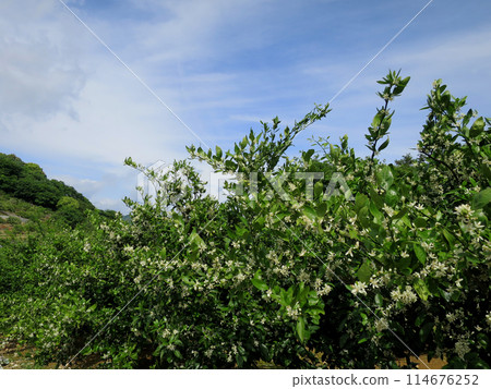Mandarin orange flowers 114676252