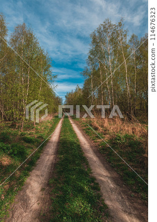 Beautiful green summer forest. Spring background, backdrop Beautiful green summer forest. Spring background, backdrop 114676323