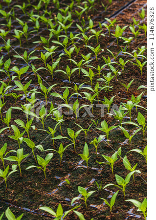 Pepper plantlets in peat tray in greenhouse macro selective focus on some shoots 114676328