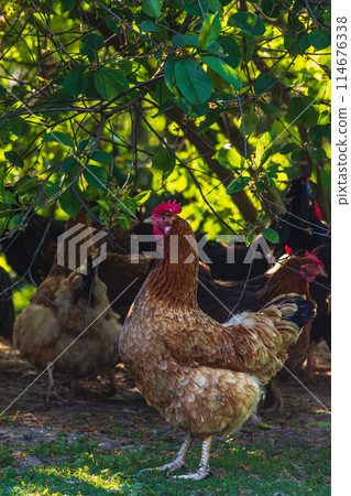 A group of chickens stands under a tree 114676338