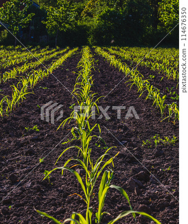 Corn grows in a vegetable garden. Corn sprouts. Corn grows in a vegetable garden. Corn sprouts. 114676350