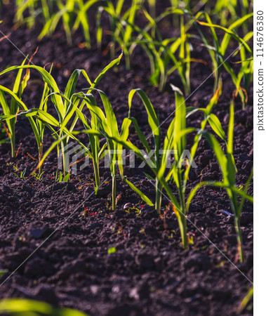 Small corn grow in a field in black soil. Beautiful sprouts grow in an field. Small corn grow in a field in black soil. Beautiful sprouts grow in an field. 114676380