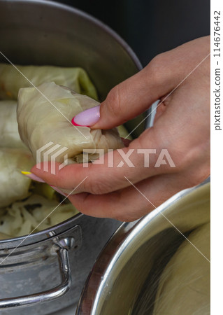 A woman puts the made cabbage roll in a pot A woman puts the made cabbage roll in a pot 114676442