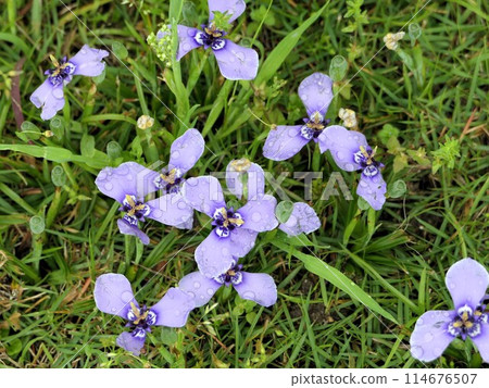 雨後智利鳶尾盛開 114676507