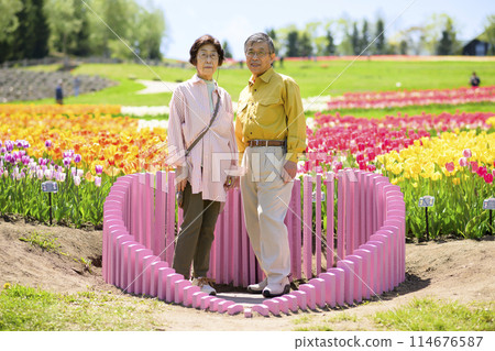 Senior couple taking a commemorative photo in a tulip field in full bloom Senior couple taking a commemorative photo in a tulip field in full bloom 114676587