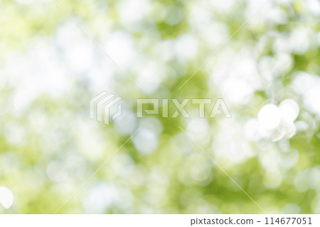 Bokeh in the defocused tree leaves and tree. 114677051