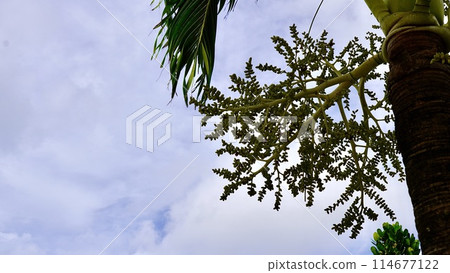 Cocos palm fruit starting to ripen Cocos palm fruit starting to ripen 114677122