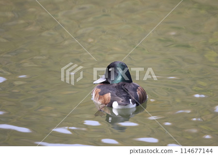 White-tailed male 114677144