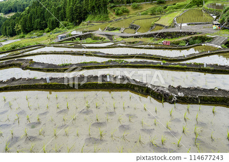 Yotsuya Senmaida rice fields after rice planting (Shinshiro City, Aichi Prefecture) 114677243