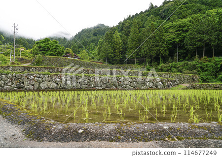 Yotsuya Senmaida rice fields after rice planting (Shinshiro City, Aichi Prefecture) 114677249