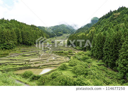 Yotsuya Senmaida rice fields after rice planting (Shinshiro City, Aichi Prefecture) 114677250