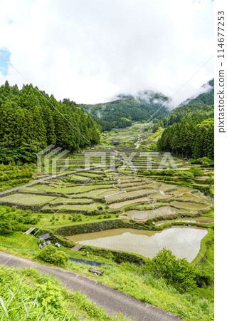 Yotsuya Senmaida rice fields after rice planting (Shinshiro City, Aichi Prefecture) Yotsuya Senmaida rice fields after rice planting (Shinshiro City, Aichi Prefecture) 114677253
